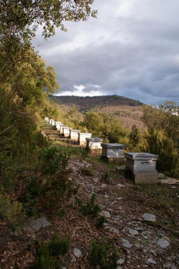 Ruches hivernant en Cévennes