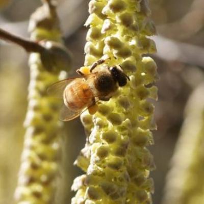 Butinage d'une fleur mâle