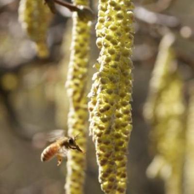 Vol sur fleurs mâles du noisetier