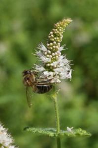 Butinage d'une fleur de menthe à feuille ronde