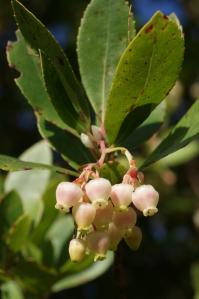 Fleurs d'arbousier