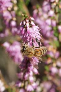 Butinage sur fleurs de callune