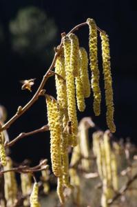 Butinage des fleurs mâles d'un noisetier