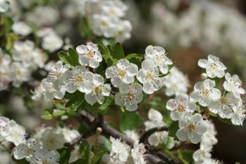 Fleurs d'aubépine