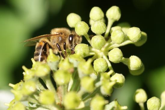 Fleurs de lierre butinées