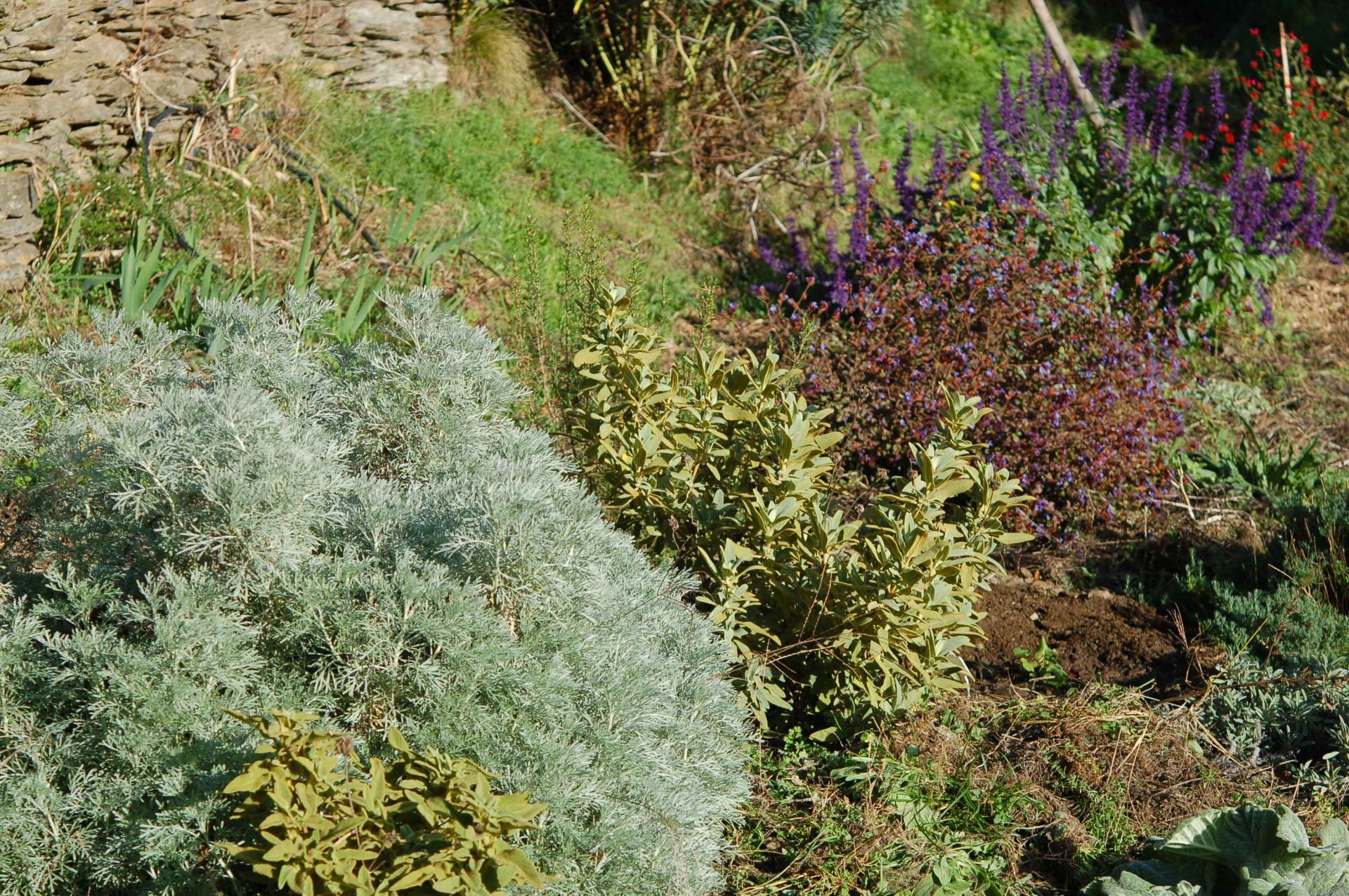Jardin t 2 0043