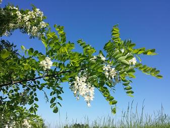 Robinia pseudacacia