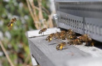 Abeilles rentrant du pollen