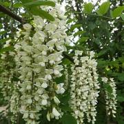 Robinia pseudoacacia